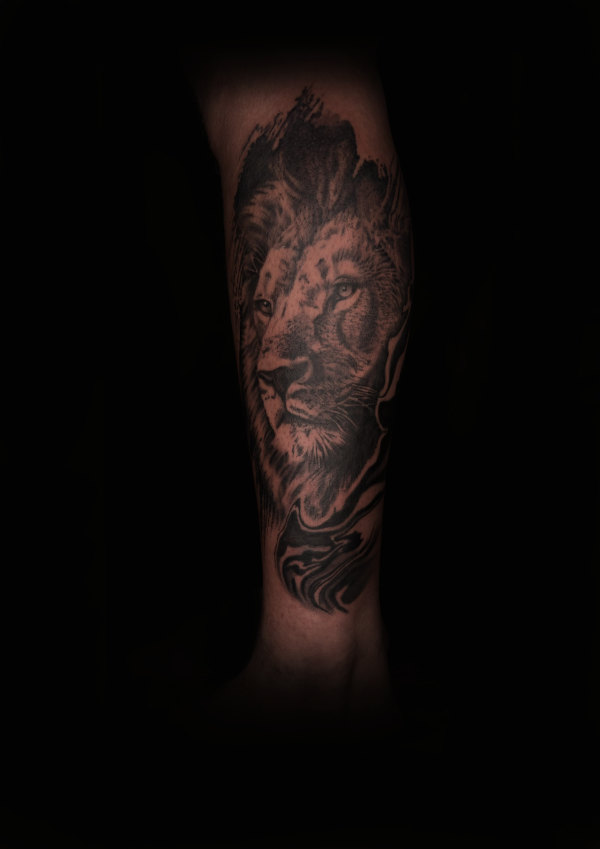 Lion portrait, black and grey realism tattoo on a forearm